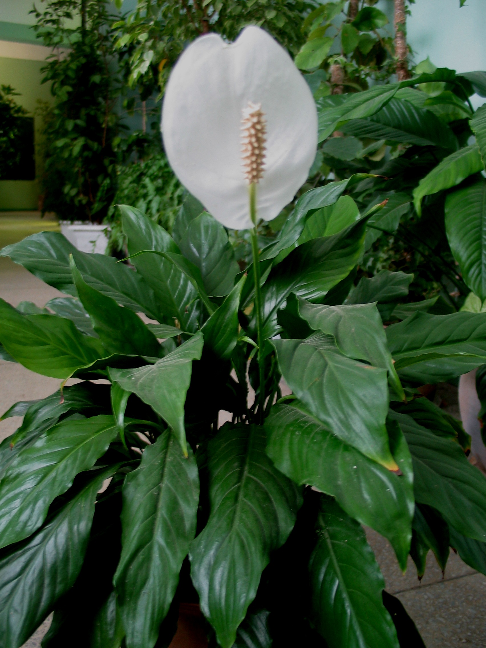 Коллекции растений ЦСБС СО РАН - Spathiphyllum wallisii Regel ...